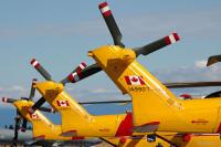 comox-cormorants-DSC_6843.jpg