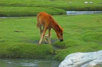 Ladakh-DSC_9525-01.jpg