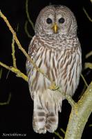 BarnOwl-DSC_0027-01.jpg