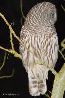 BarnOwl-DSC_0028-01.jpg