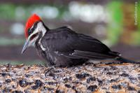 Copy_of_DSC_0084-summer2008-woodpecker.jpg