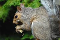 DSC_0001a.jpg