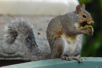 DSC_0007a.jpg
