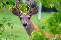 DSC_0010-deer.jpg