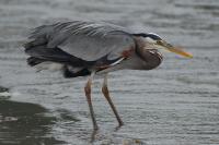 DSC_0014-heron-gyropark-2008.jpg