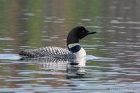 DSC_0015-summer2008-loon.jpg