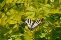 DSC_0017.jpg