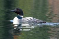 DSC_0022-summer2008-loon.jpg
