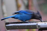 DSC_0030.jpg