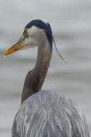DSC_0038-heron-gyropark-2008.jpg