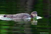 DSC_0040-summer2008-loon.jpg