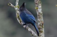 DSC_0050-bluejay.jpg