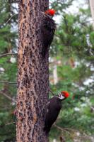DSC_0090-summer2008-woodpecker.jpg