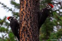 DSC_0094-summer2008-woodpecker.jpg