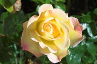 postcardsDSC_2087-01.JPG