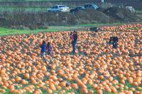 postcardsDSC_2315-01.JPG