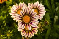 Butchart_DSC1513.jpg