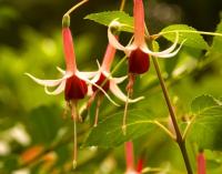 Butchart_DSC1534.jpg