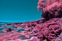renfrew-botanicalbeach-irDSC_3558.jpg