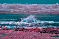 renfrew-botanicalbeach-irDSC_3562.jpg