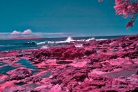 renfrew-botanicalbeach-irDSC_3568.jpg