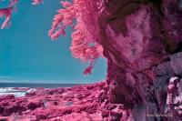 renfrew-botanicalbeach-irDSC_3572.jpg
