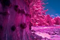 renfrew-botanicalbeach-irDSC_3576.jpg